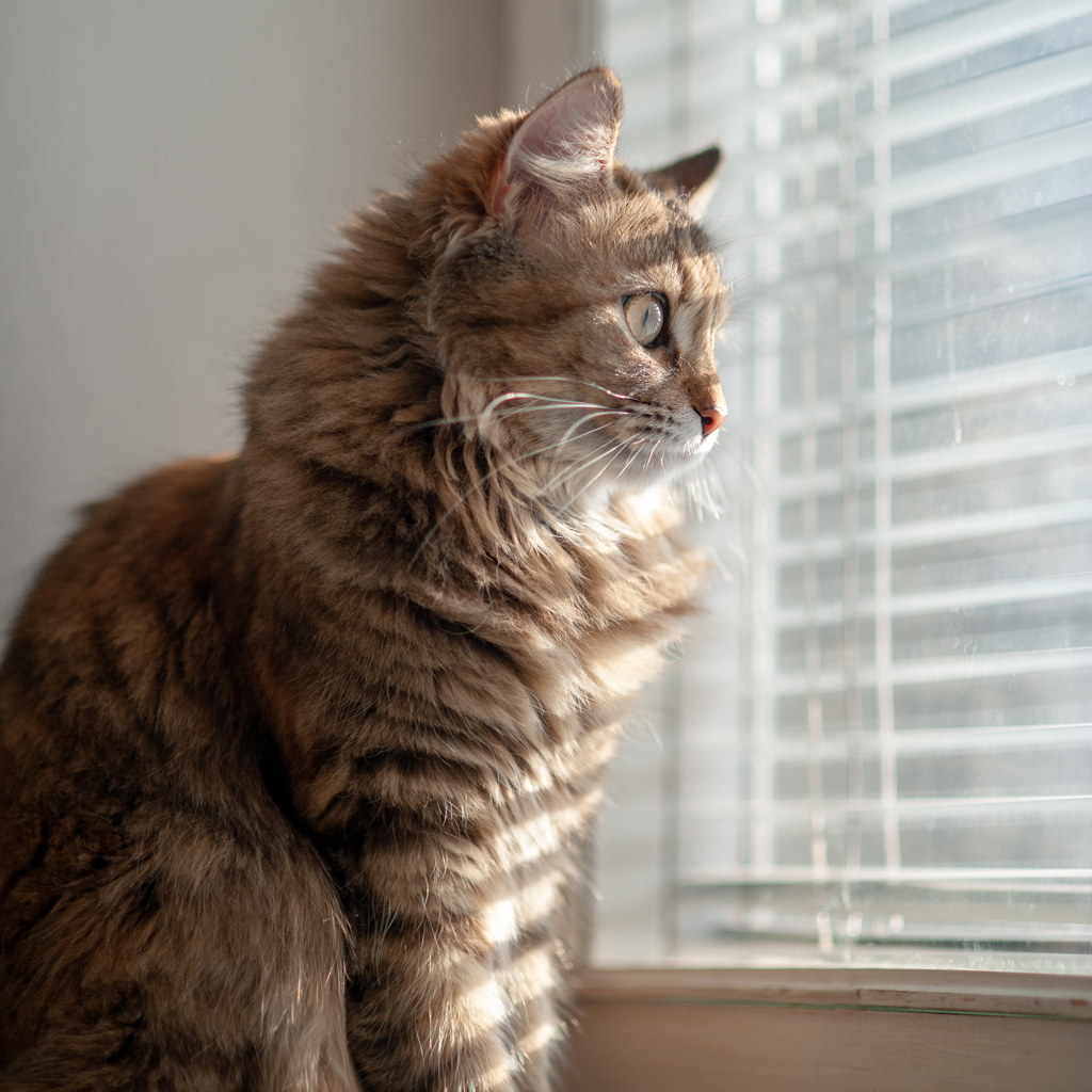 The cat on the window sill