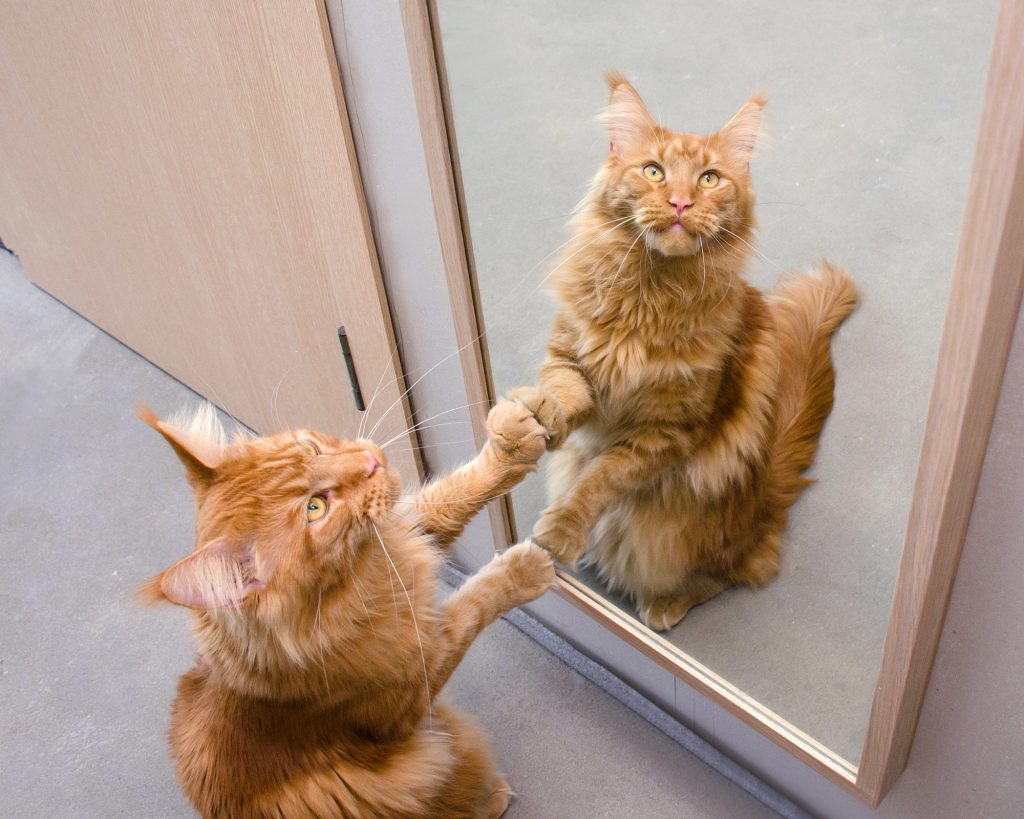 ed marble Maine coon cat sits next to the mirror