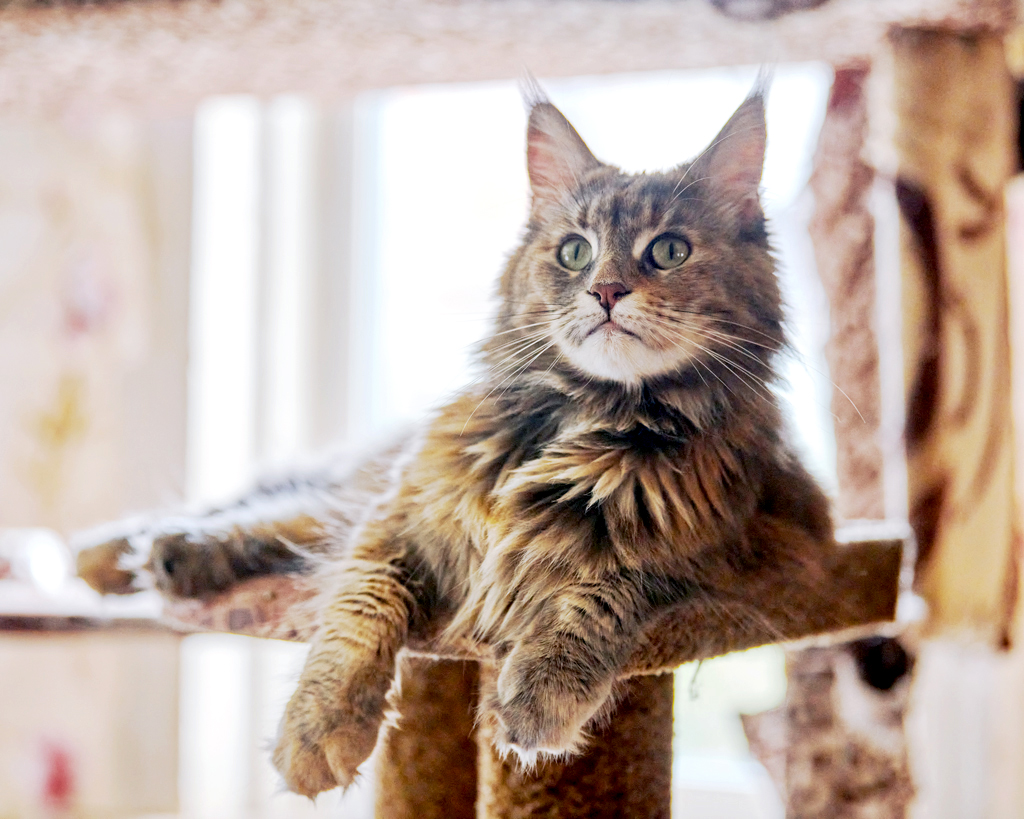 maine coon cat