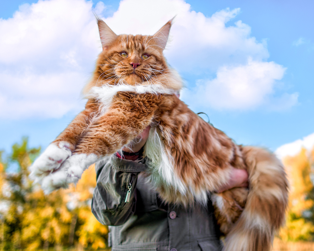 maine coon cat