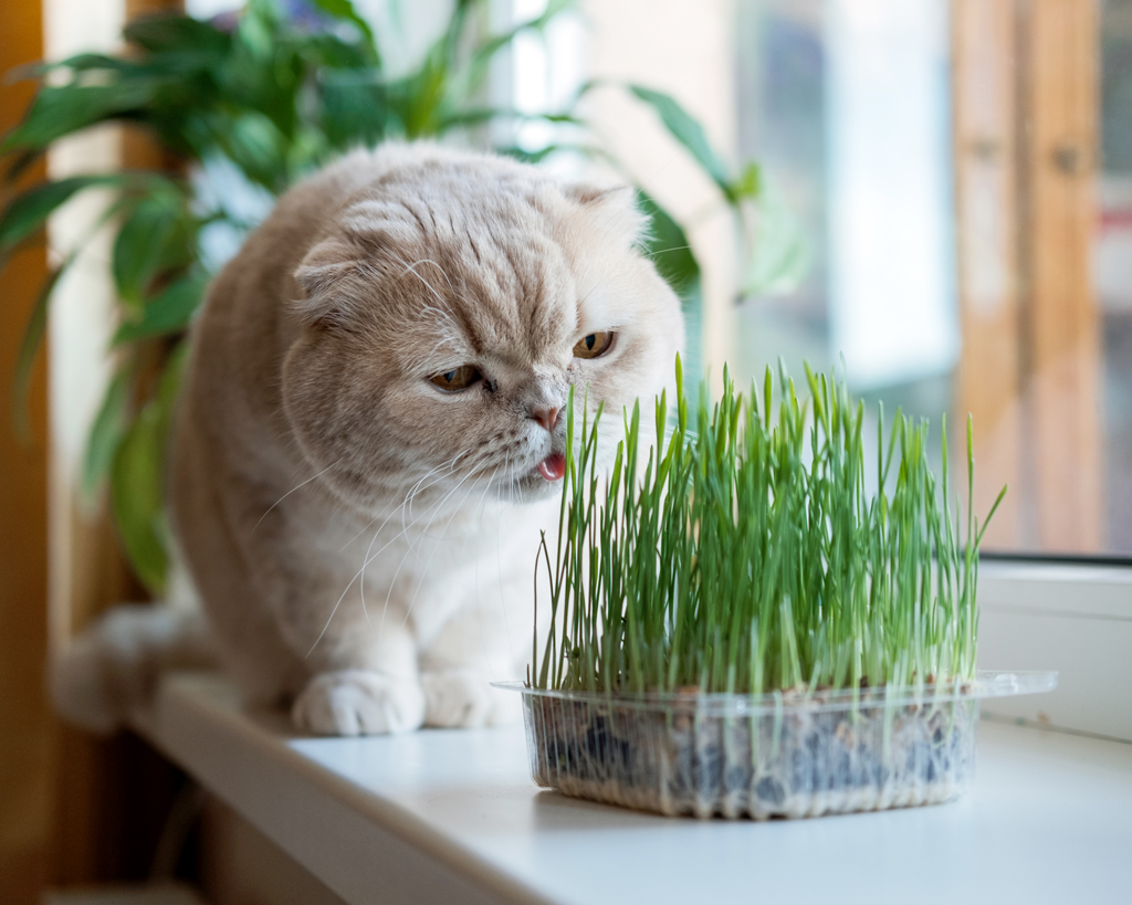 Cute Scottish fold cat sitting near catnip or cat grass