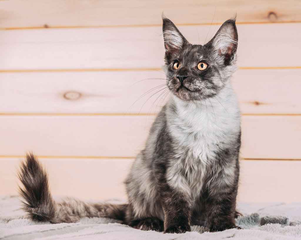 maine coon cat