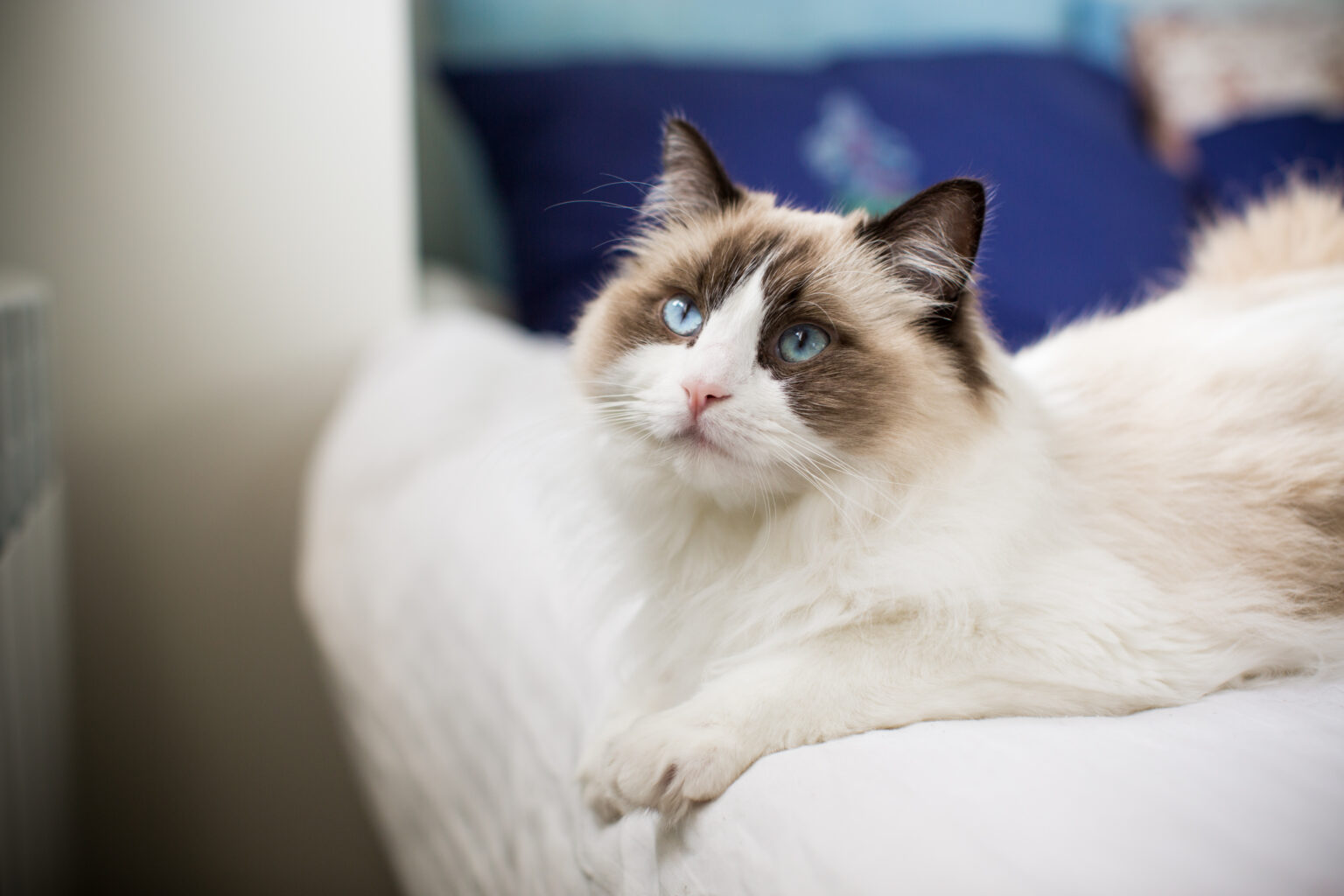 The Ragdoll Cat Breed: Personality, Care & More | Modern Cat