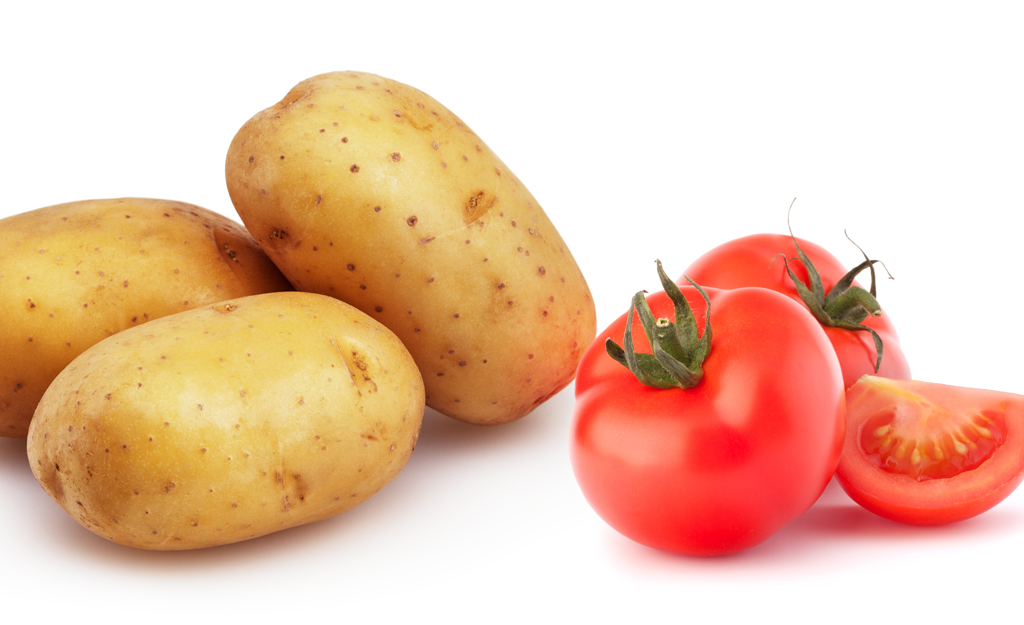 raw potatoes and tomatoes