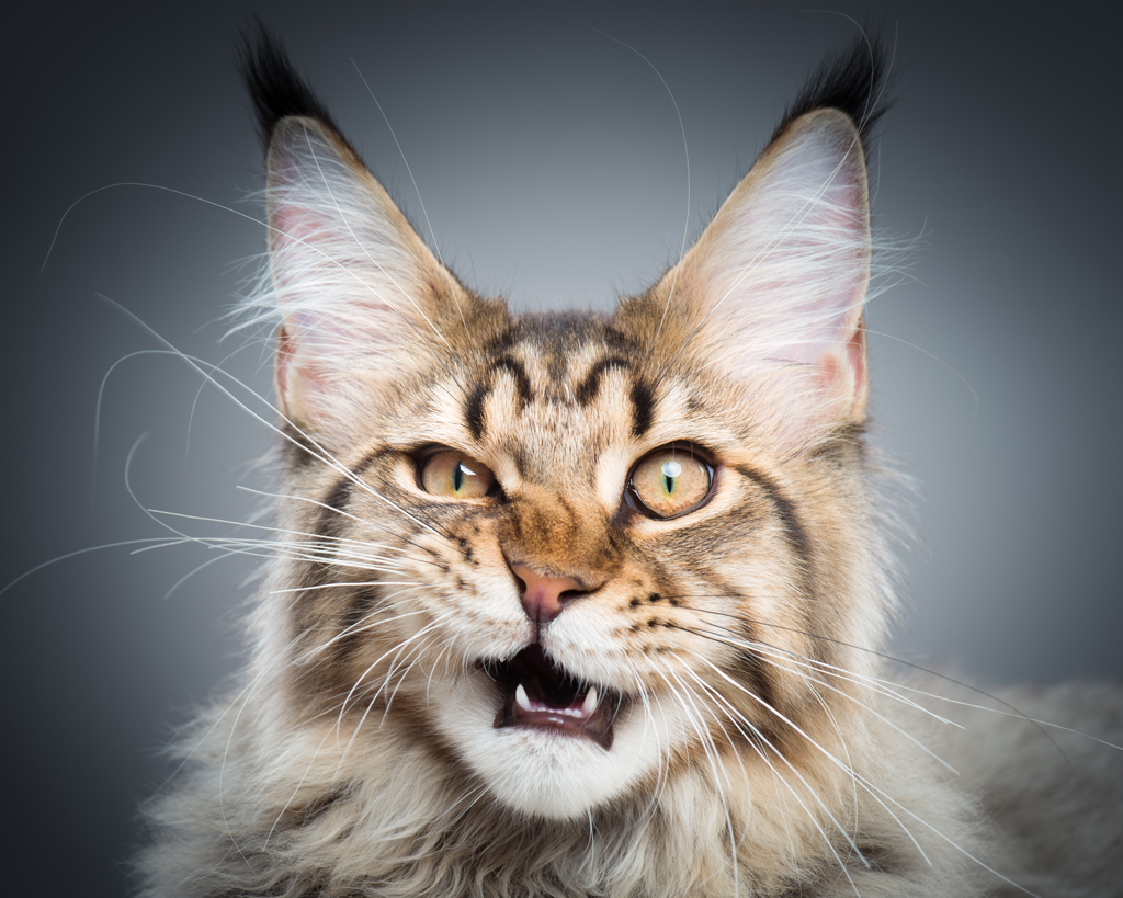 maine coon cat