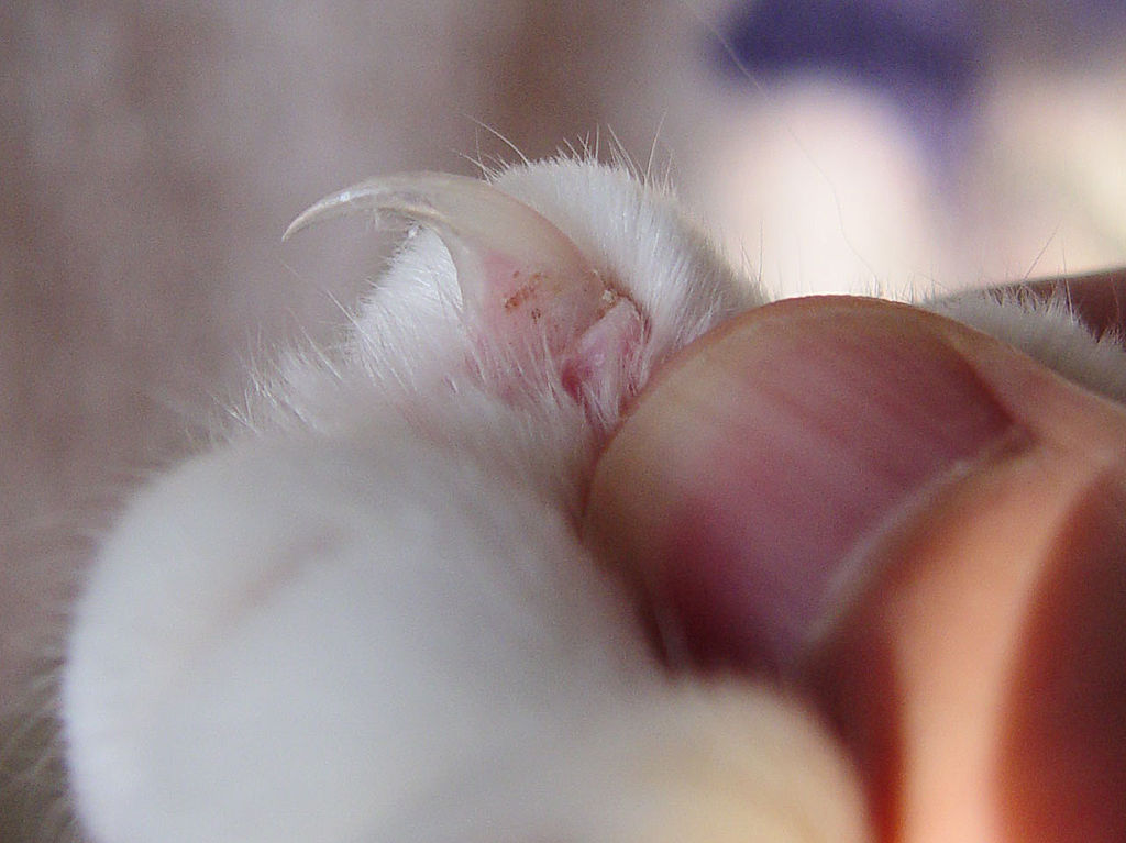 Cat Nails: The Importance of a PETicure - Modern Cat