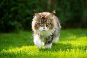 A beautiful Maine Coon cat