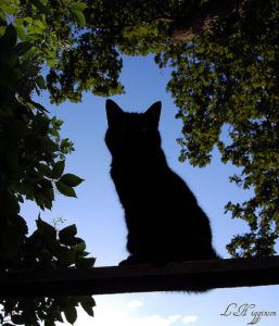 The Silhouette Cat by HiggySTFC