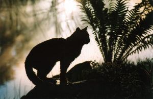 Cat Silhouette by Felinest