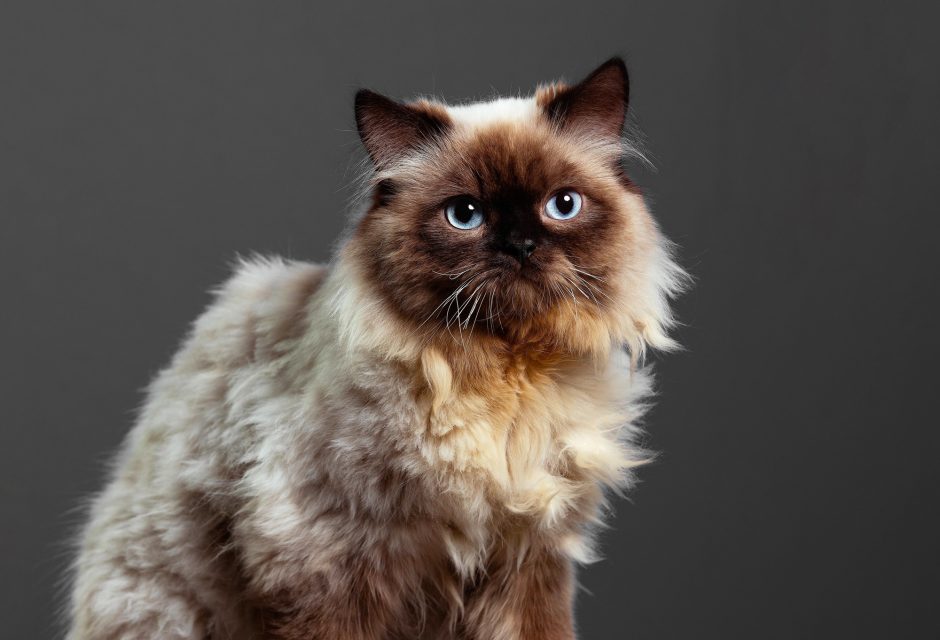 Himalayan cat