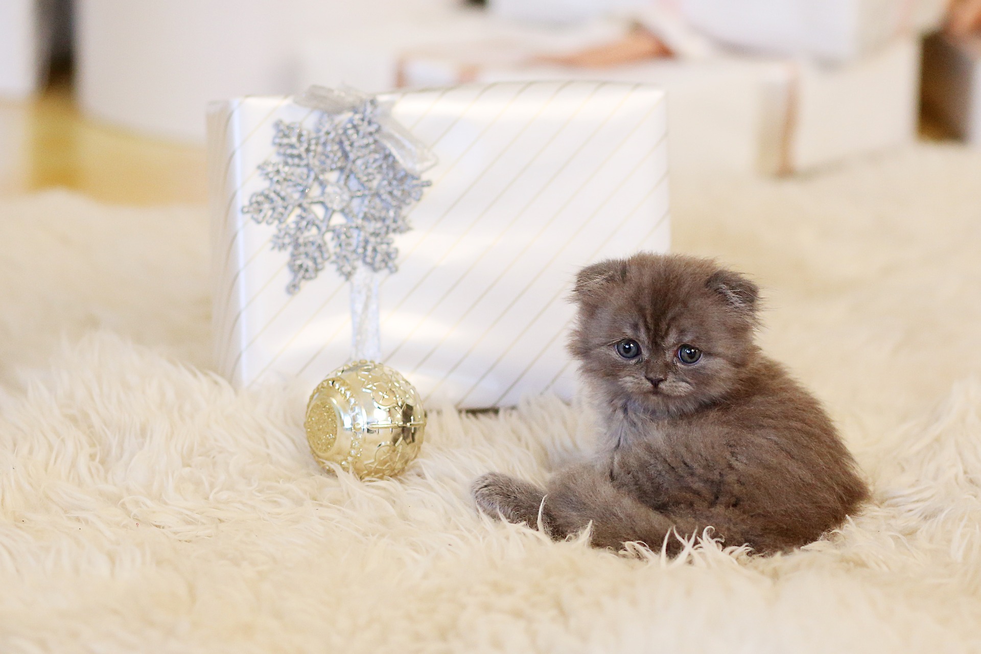 Kitten with present