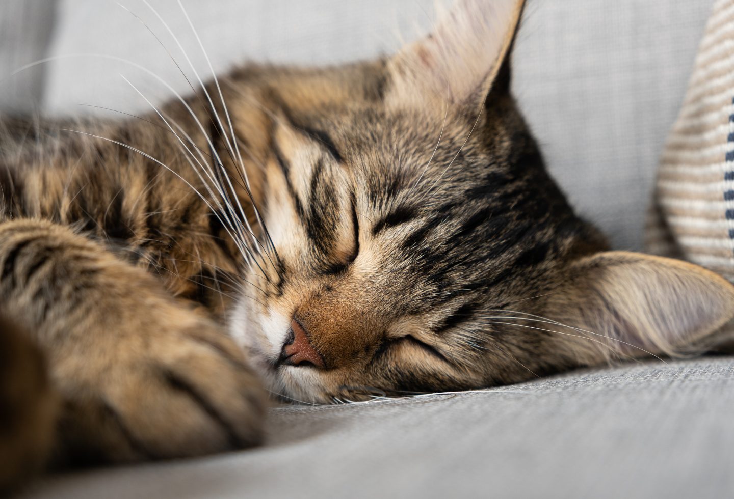 Portrait of a sleeping striped young cat on a gray sofa. The cat is resting.