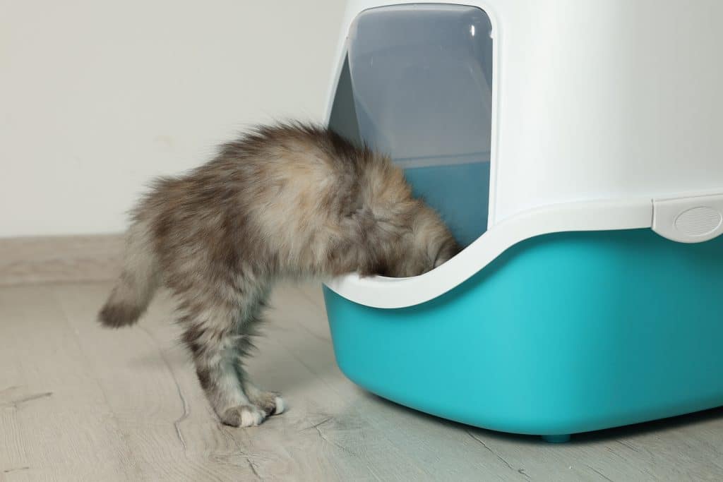 Cute curious kitten near closed litter box at home
