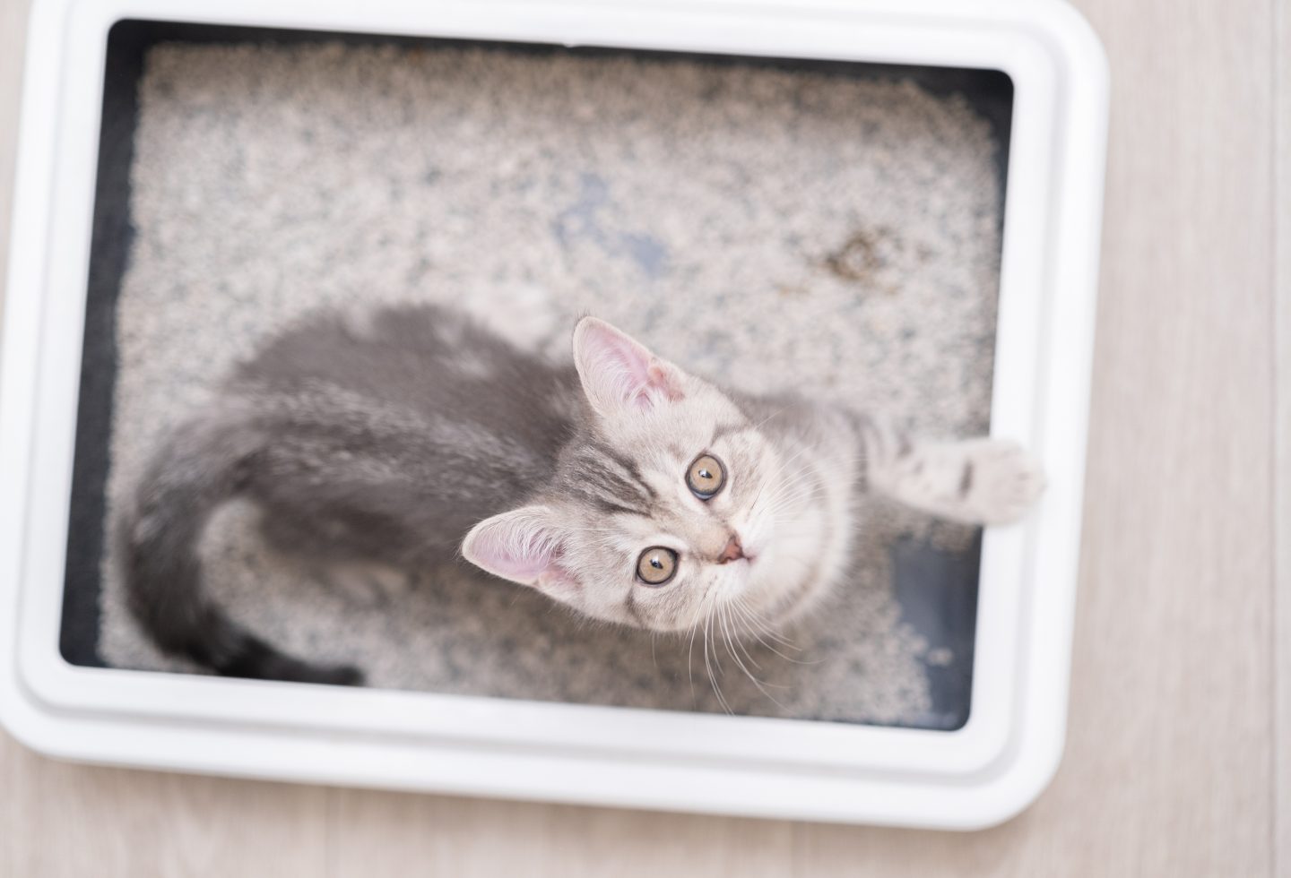 The kitten sits in the litter box. Scottish kitten pees in her litter box.