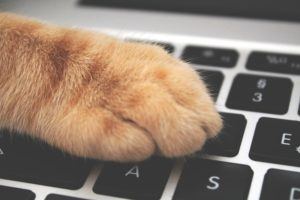 ginger cat steps on laptop keyboard to go viral