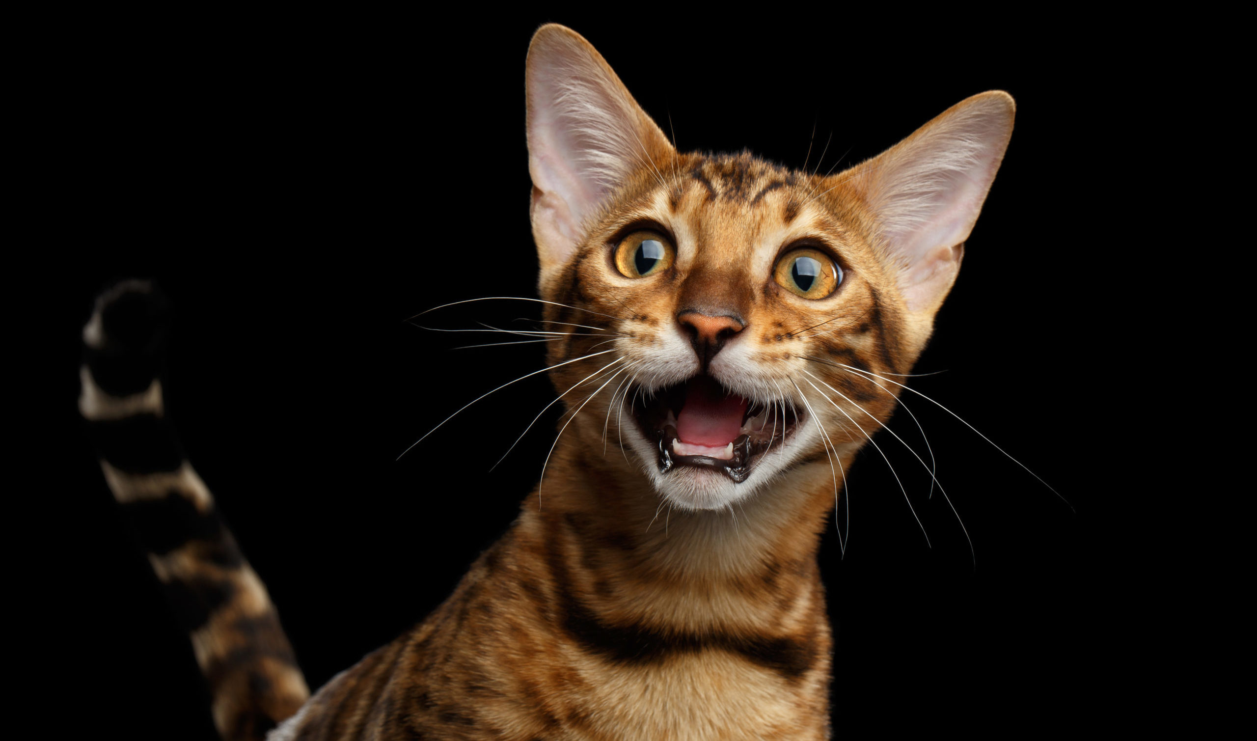 12 Sounds Cats Make And What They Mean Modern Cat