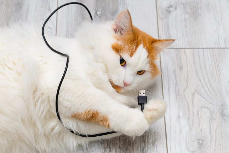 domestic cat playing with phone charger at home. cat chewing wire. cat ruins household item.