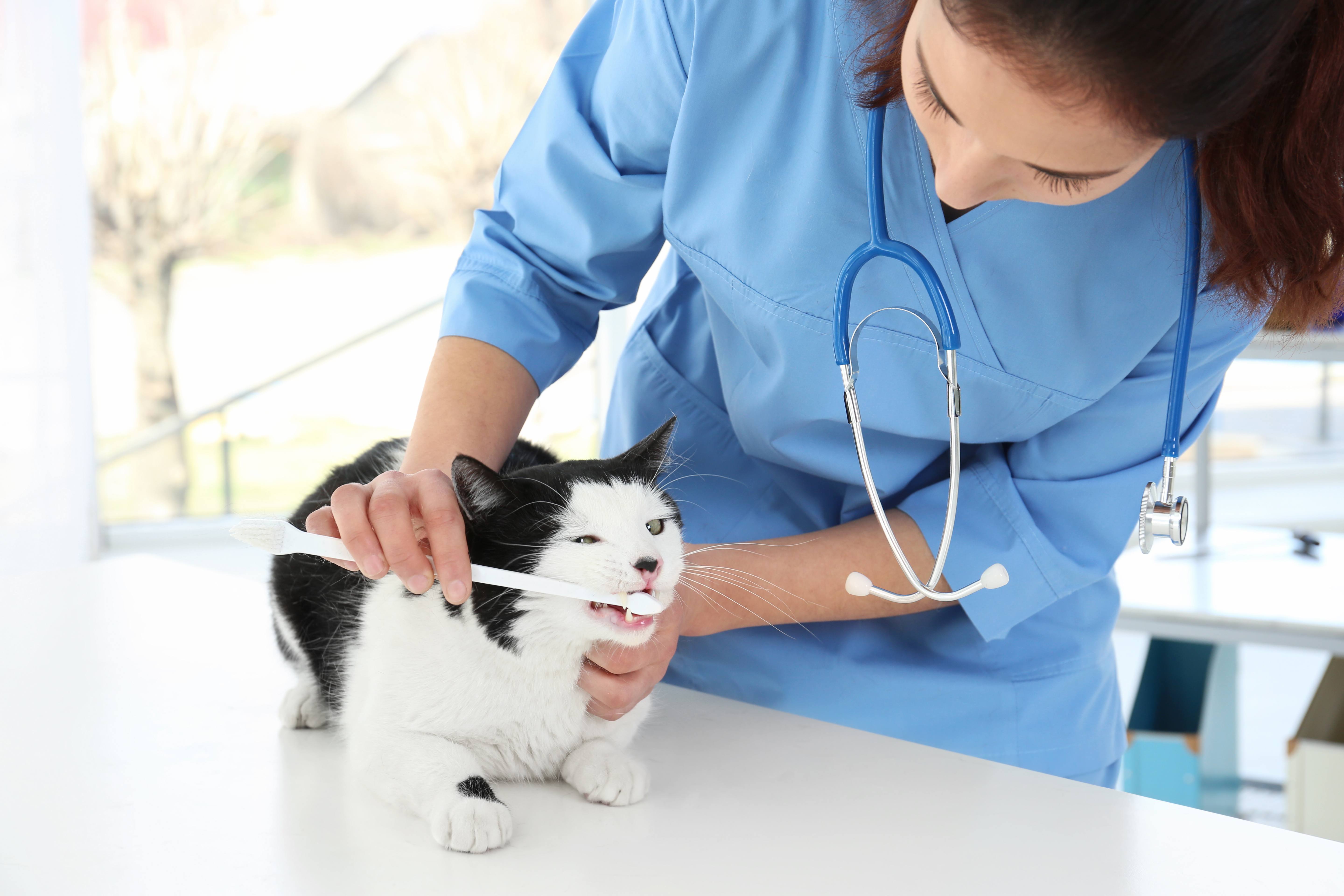 Клиника для котов. Ветеринар с кошкой.