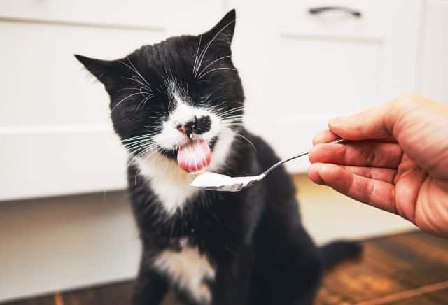 Cat licking spoon