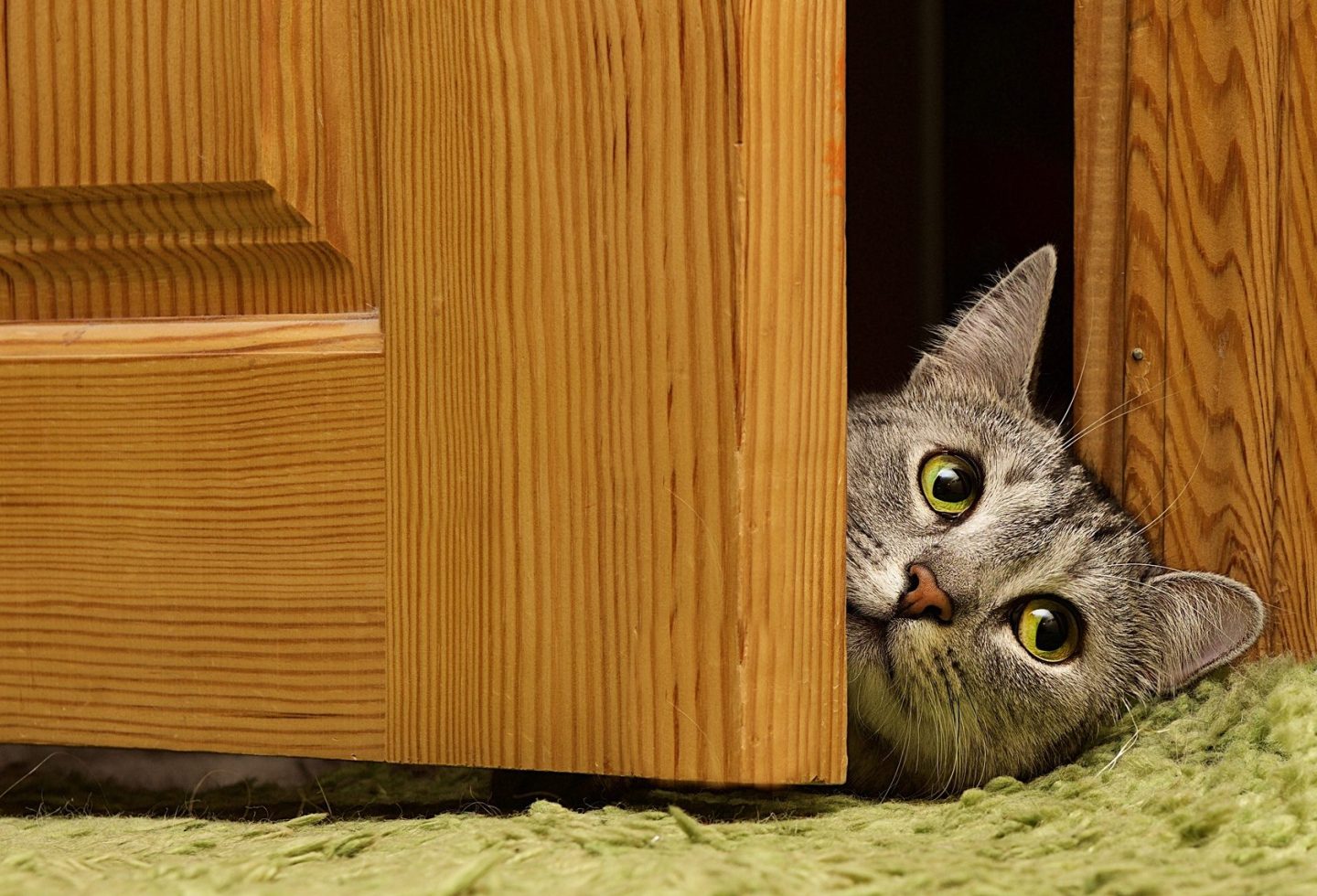 A cat meowing at the door