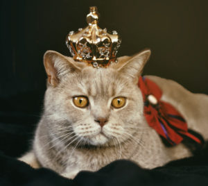 Cat in Crown