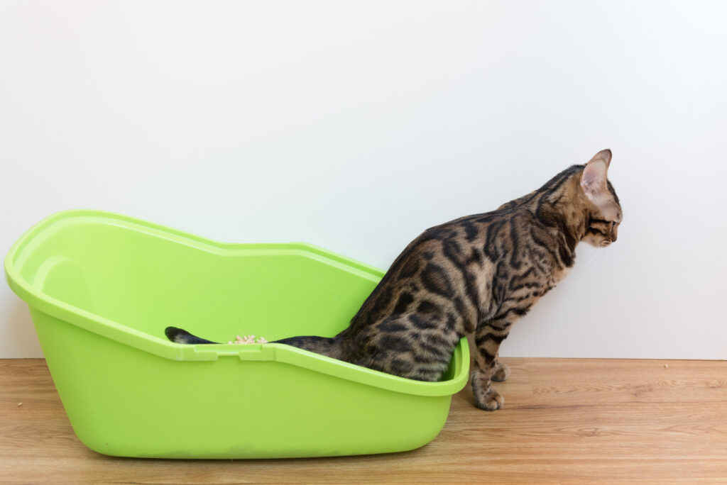 Bengal cat using litter box