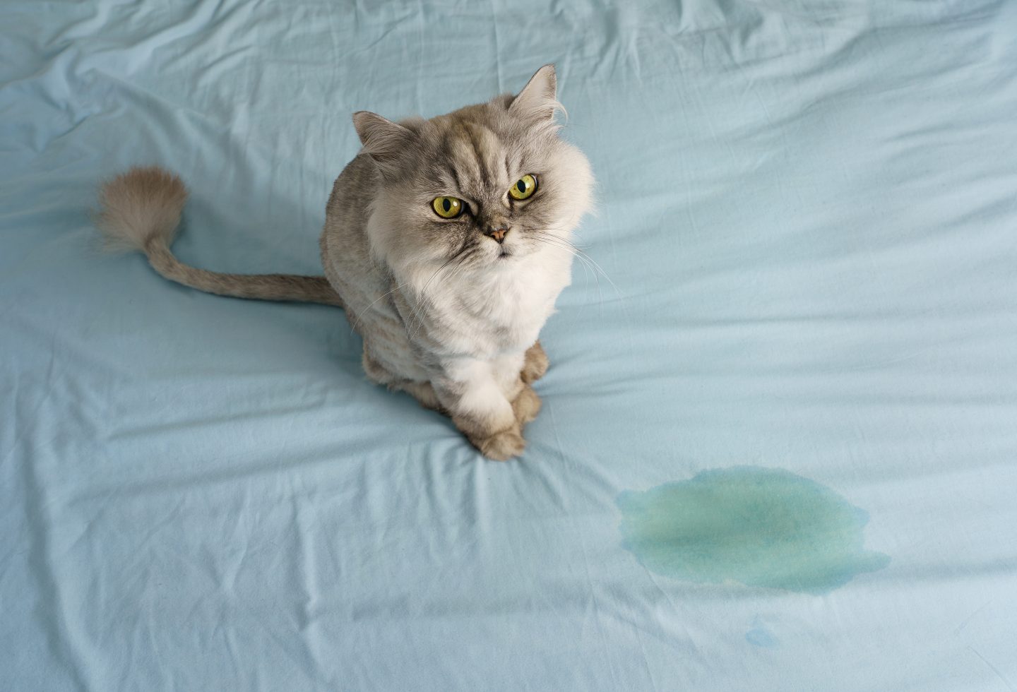 Cat sitting next to pee spot on bed