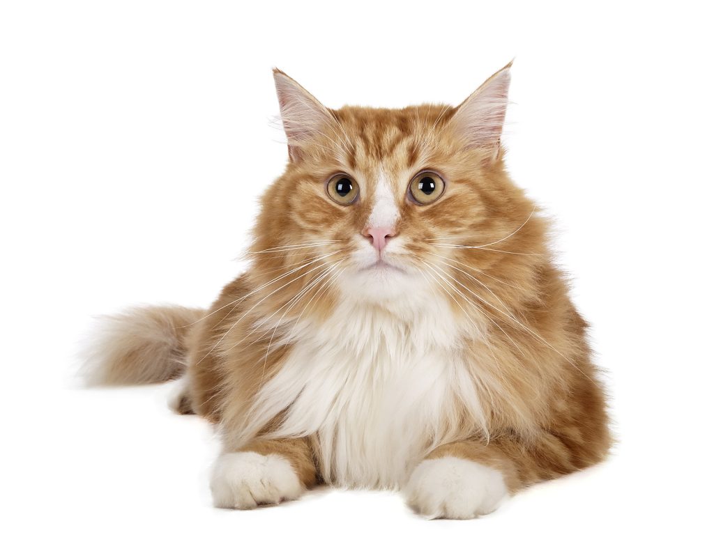 Siberian cat (Bukhara cat) on a white background in studio