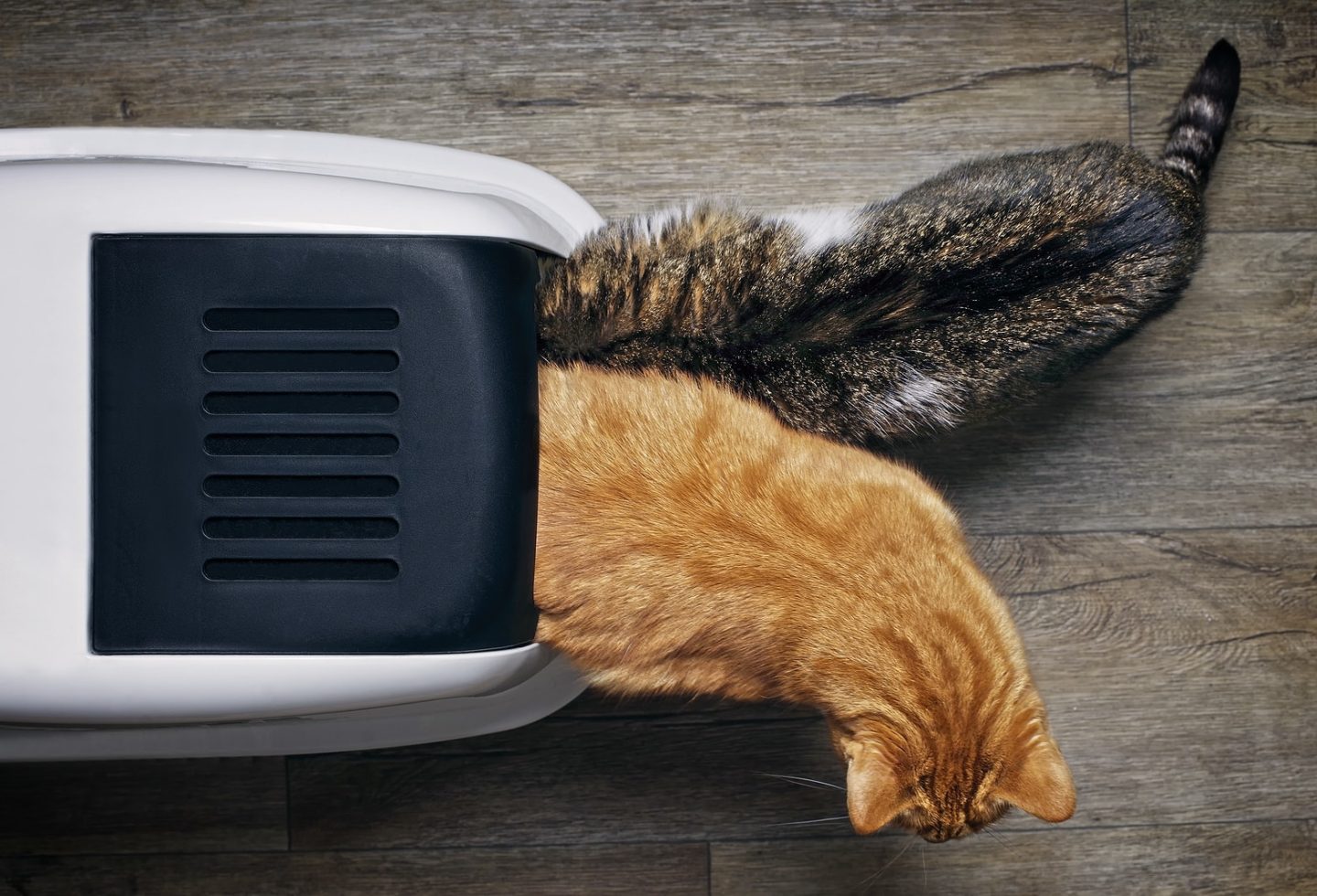 Two tabby cats seen from above while using a closed litter box.