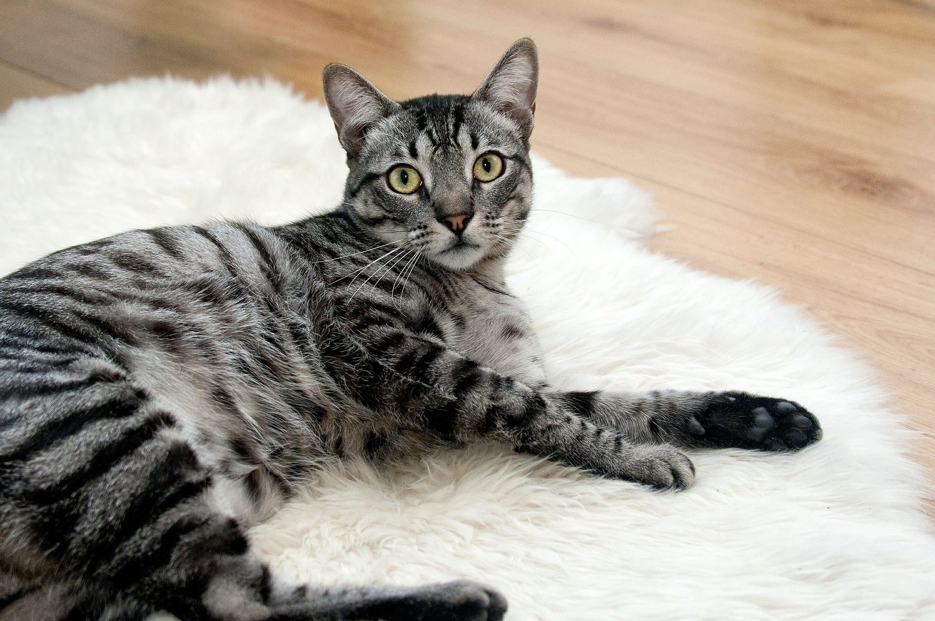 Cat on carpet