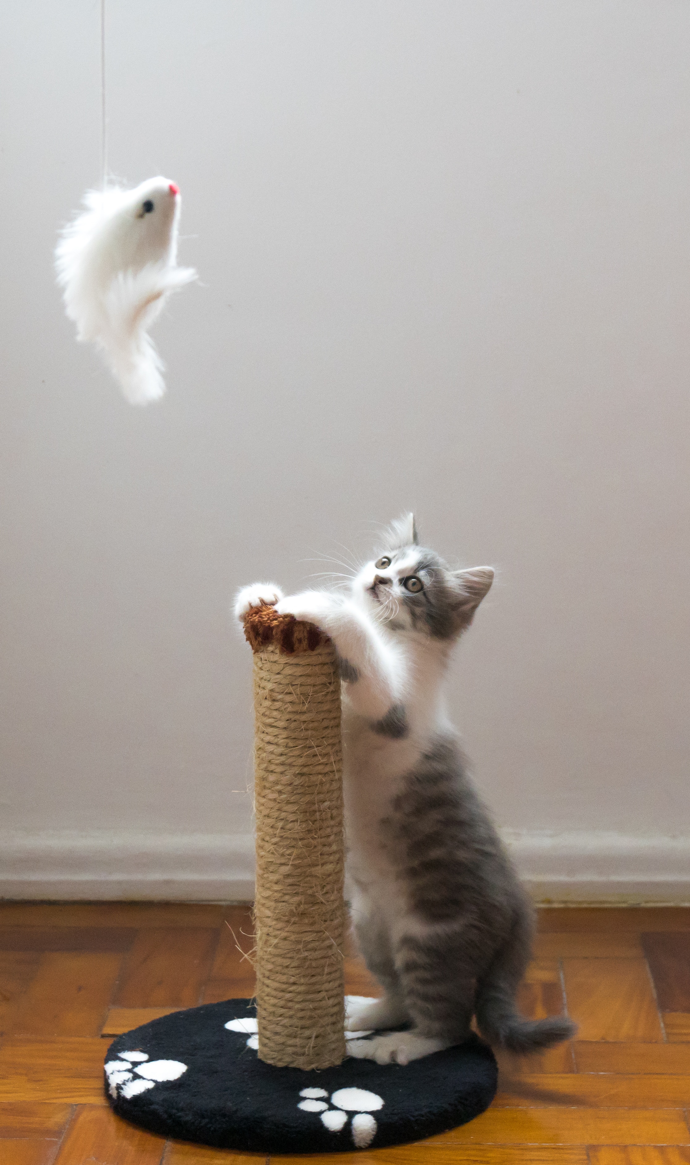 Kitten Playing