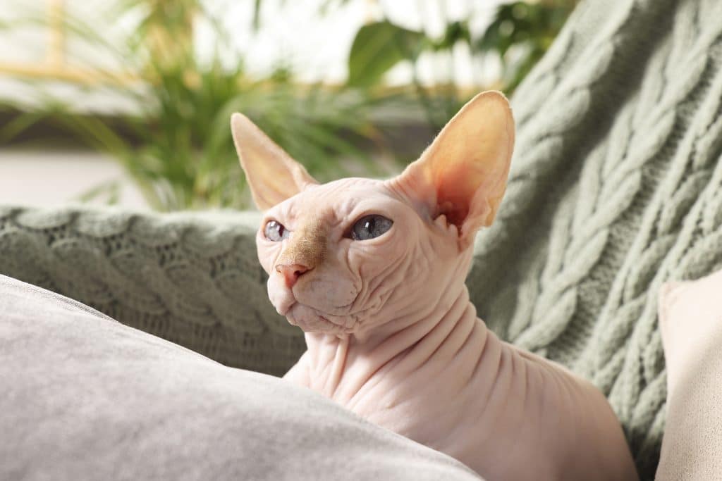 Cute Sphynx cat on sofa at home.