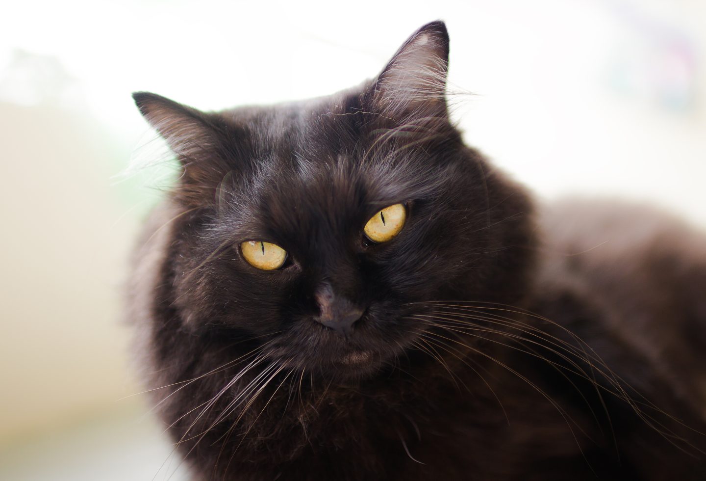 Fluffy black cat relaxing on the floor.