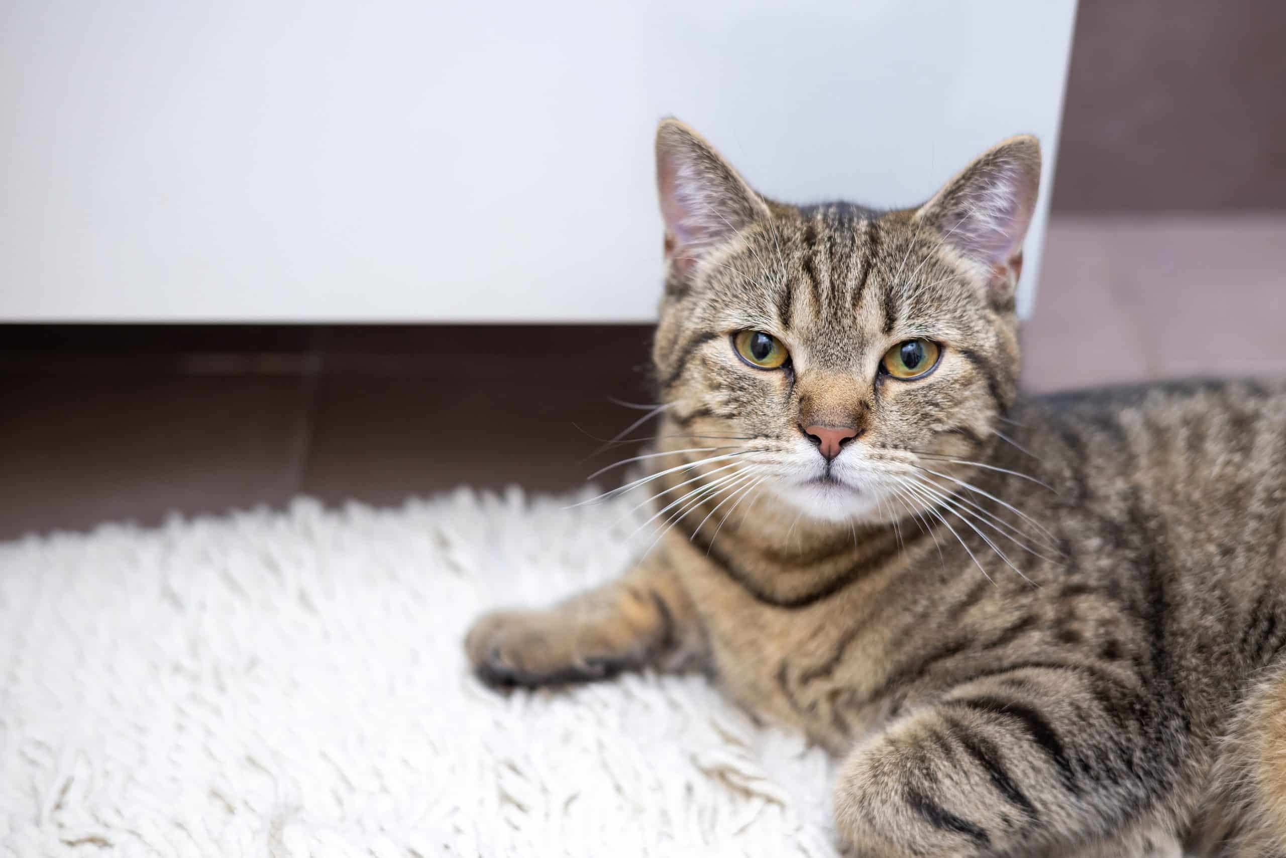 Let's Talk Tabby: Identifying Cat Coat Patterns - Silver Shorthairs