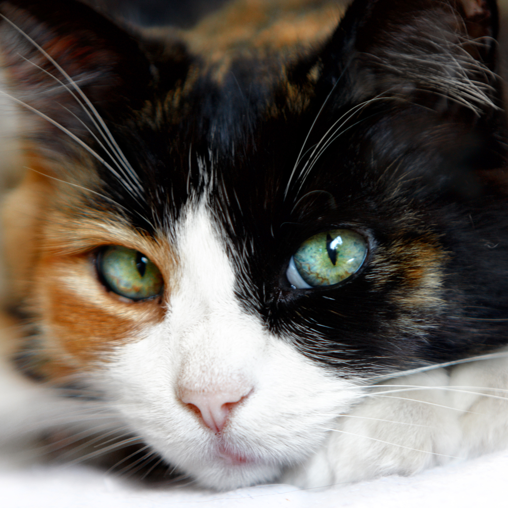 Calico cat