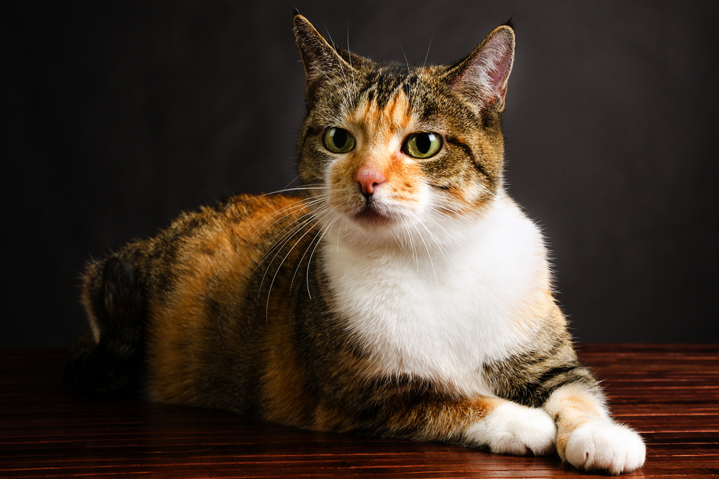 Torbie cat