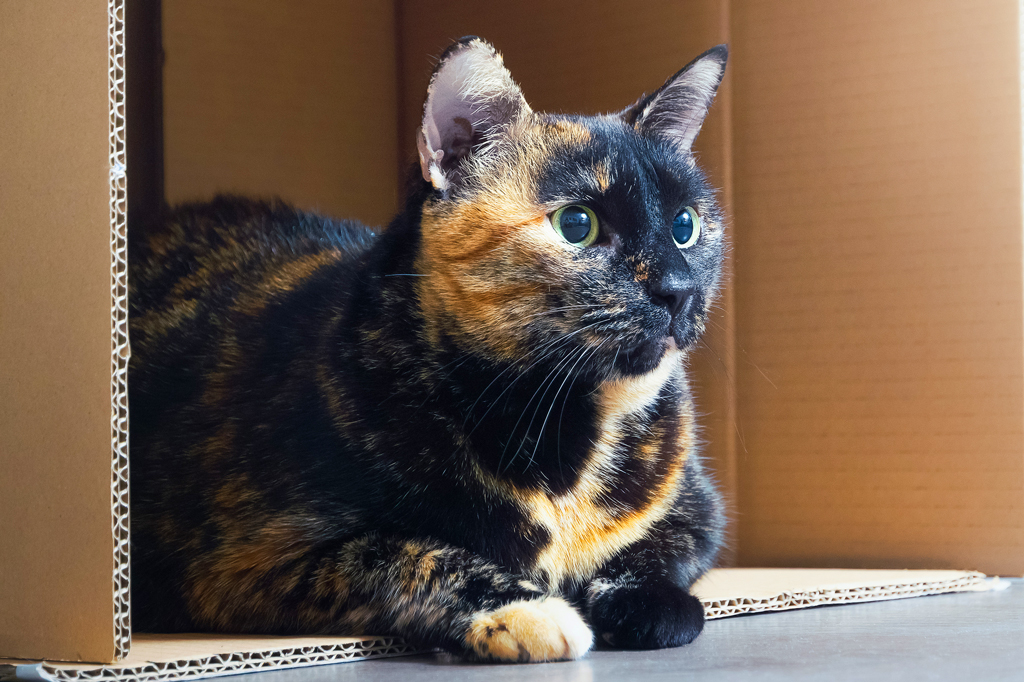 Tortoiseshell cat