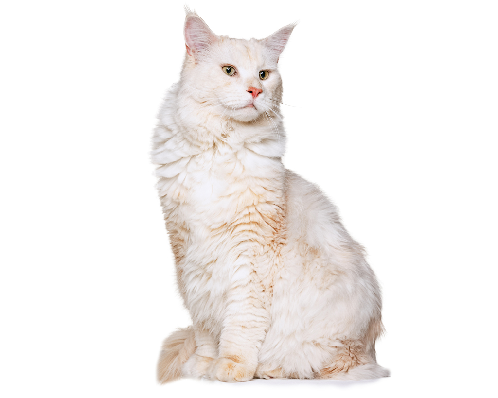 Dilute cream coloured cat