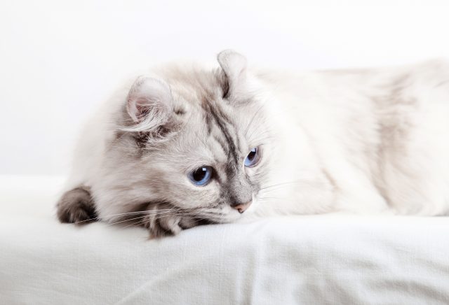 American curl cat