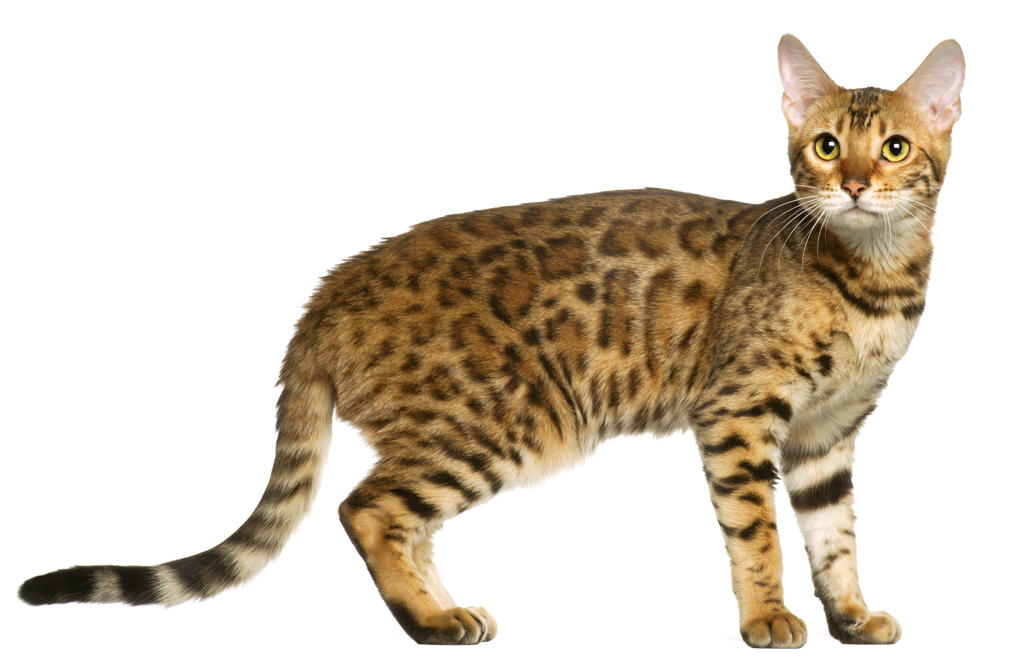 Bengal cat