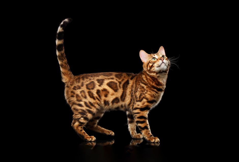 Bengal cat