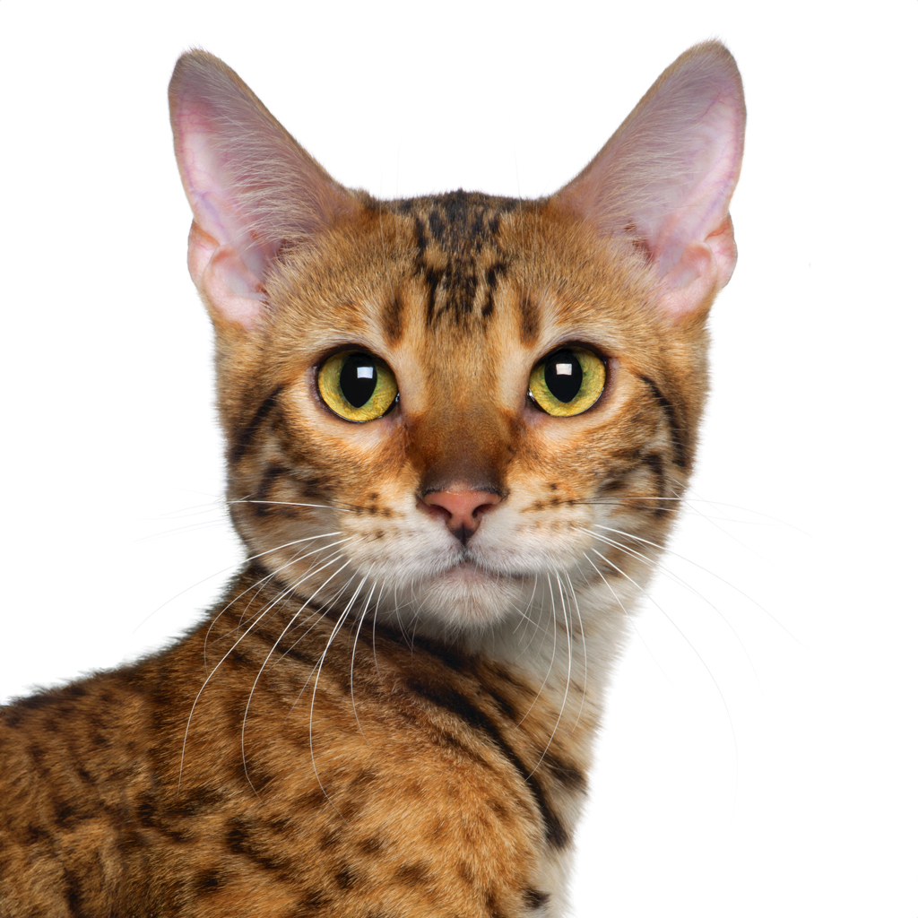 Bengal cat