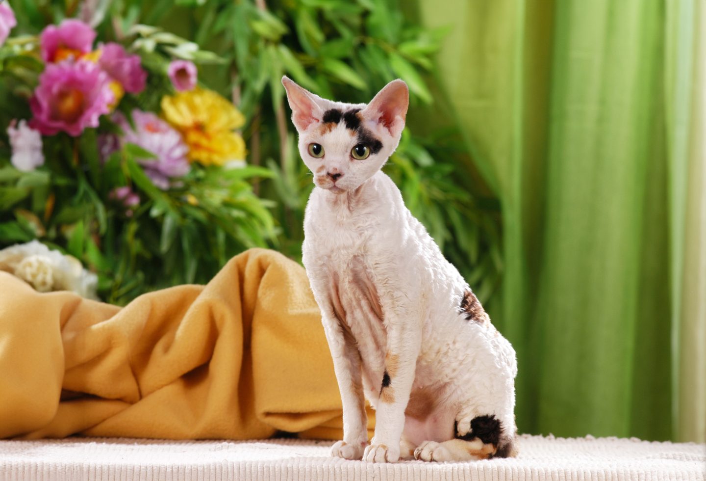 cornish rex cat