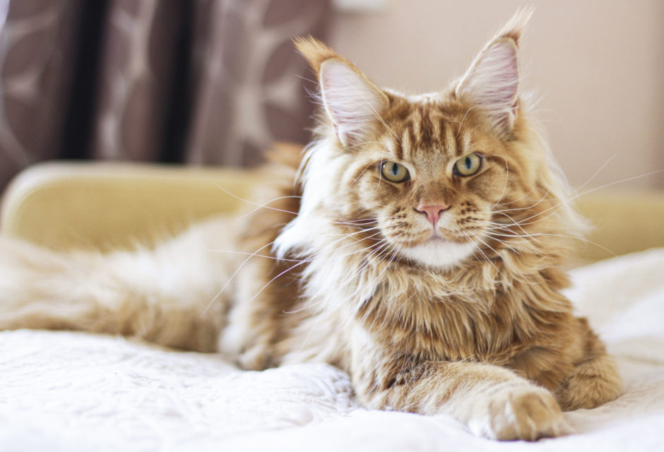 Maine Coon cat staring at the camera