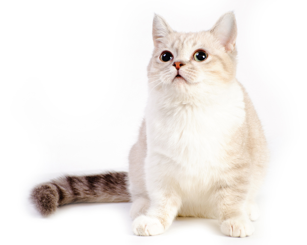 Munchkin cat