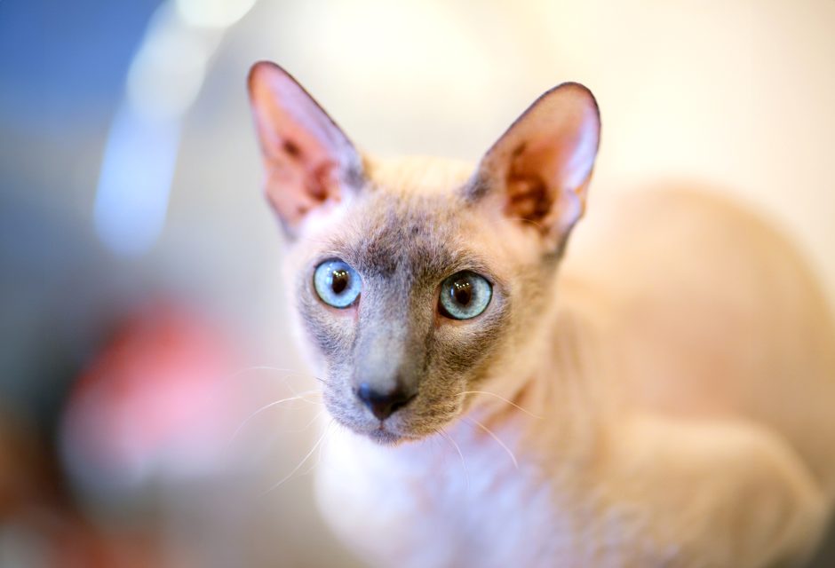 peterbald cat