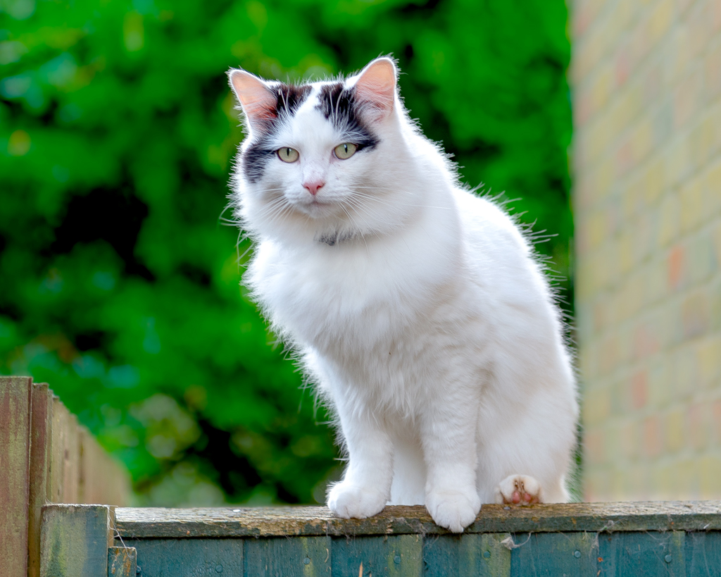 Ragamuffin cat