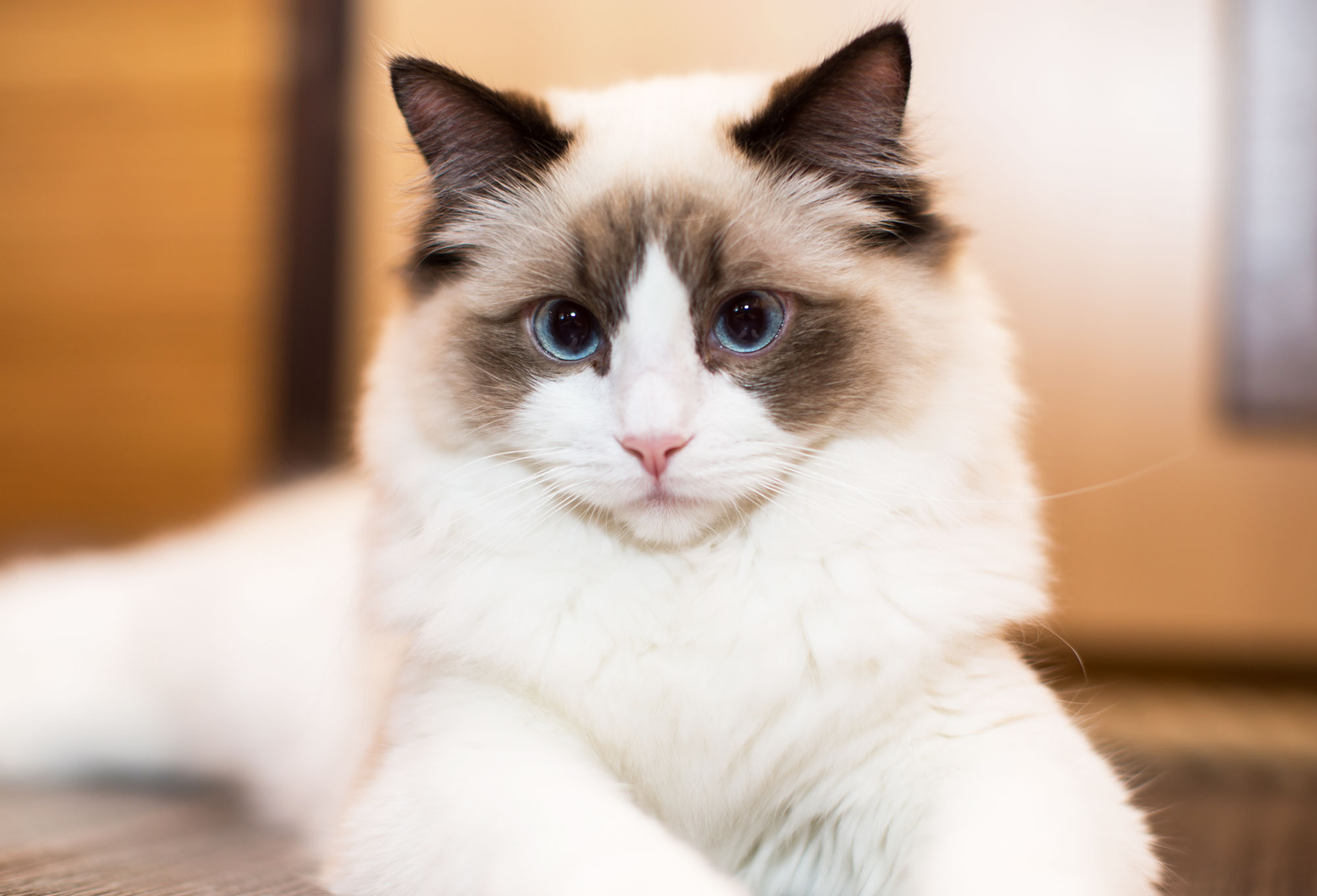 Ragdoll Cat: Breed Information Pros and Cons