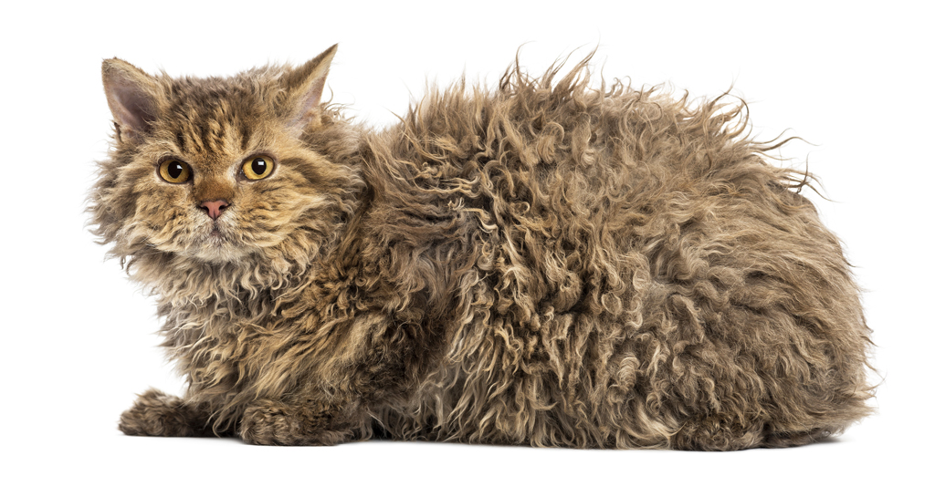 Selkirk Rex cat