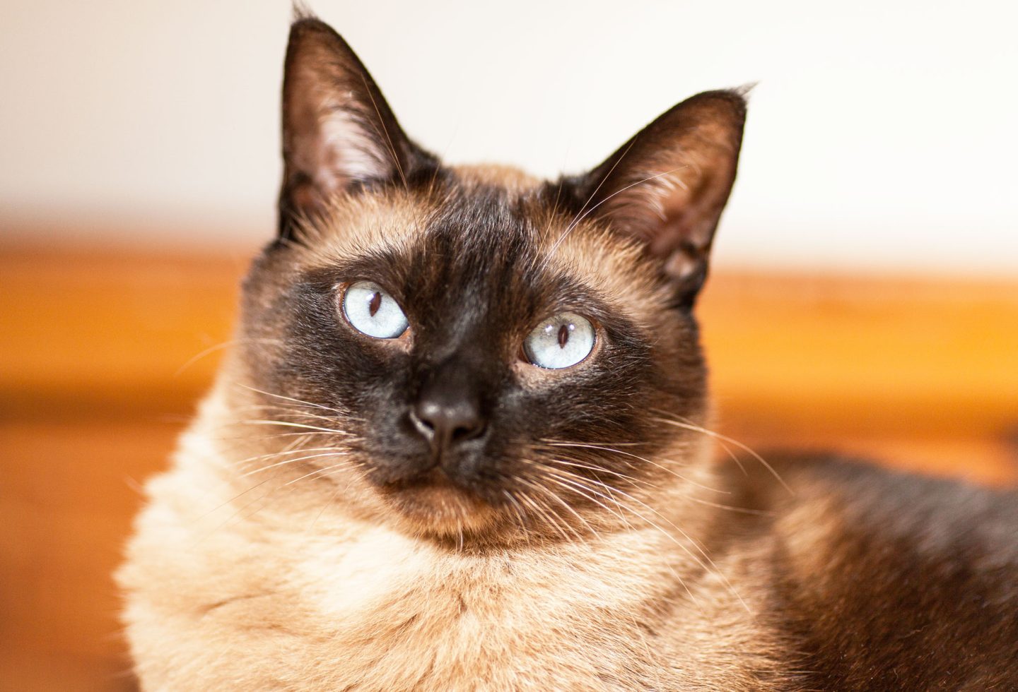 Siamese cat